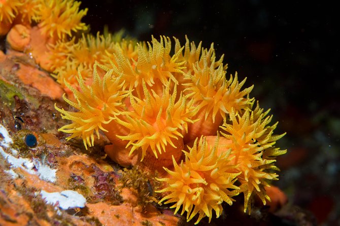 Maui Night Certified Scuba Diving Tour From Lahaina - Dive Highlights