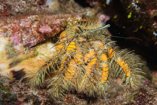 Maui Night Certified Scuba Diving Tour From Lahaina - Dive Site Location