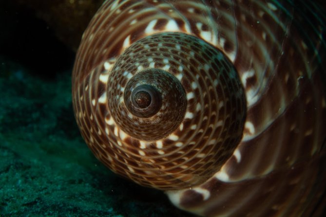 Maui Night Certified Scuba Diving Tour From Lahaina - Tour Inclusions