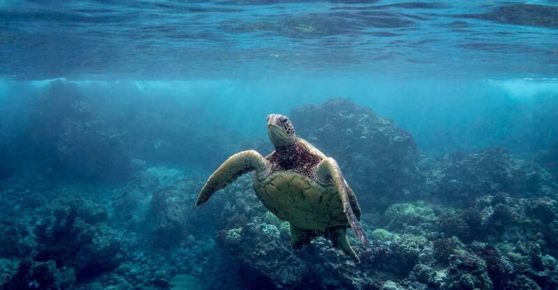 Maui: Pali Sea Cliff Kayak and Snorkel Tour - Overview of the Pali Sea Cliff Tour