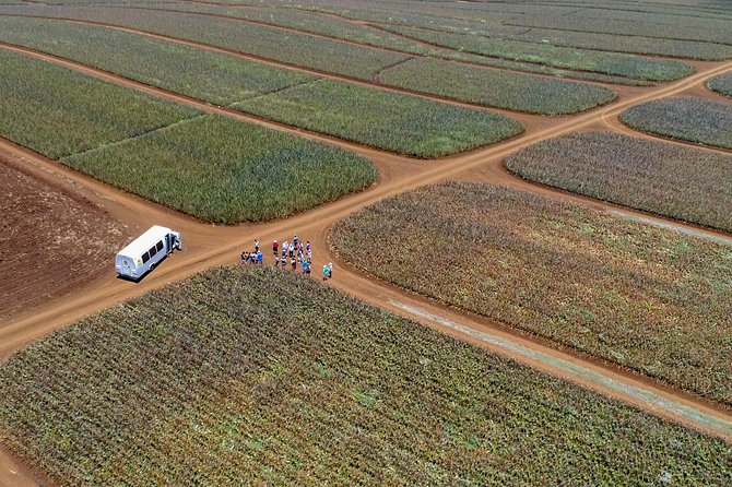 Maui Pineapple Farm Tour in Haliimaile - Logistics and Requirements
