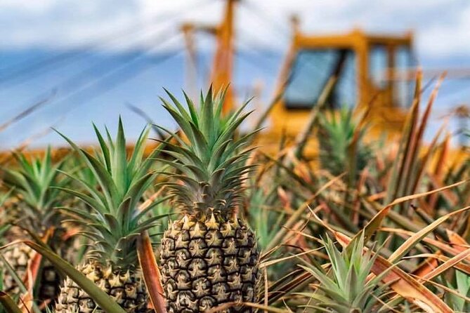 Maui Pineapple Farm Tour in Haliimaile - Exceptional Reviews