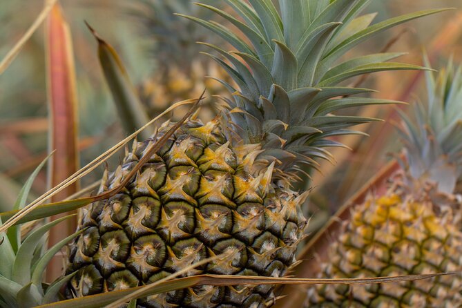 Maui Pineapple Farm Tour in Haliimaile - Guest Experiences