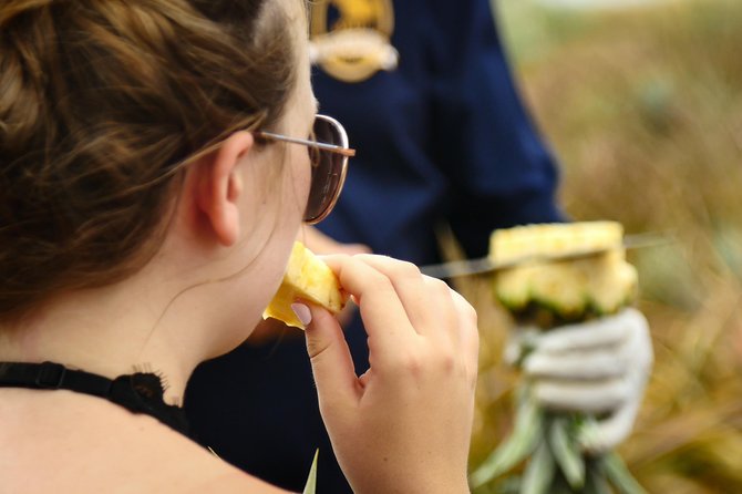Maui Pineapple Farm Tour in Haliimaile - Pineapple Cultivation