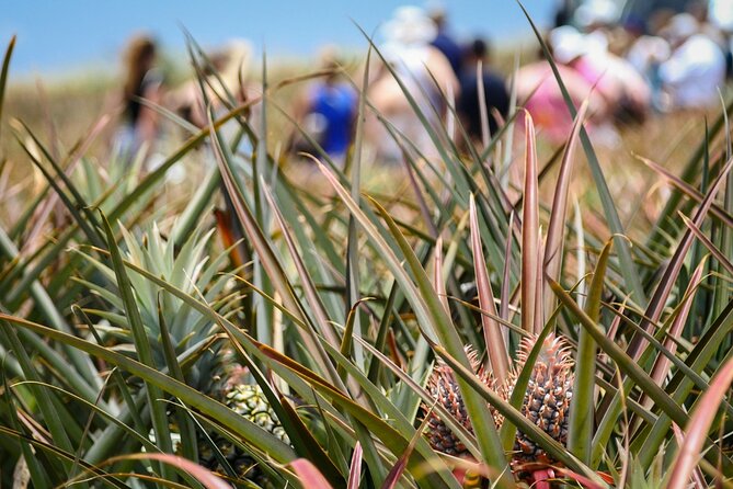 Maui Pineapple Farm Tour in Haliimaile - Takeaways and Souvenirs