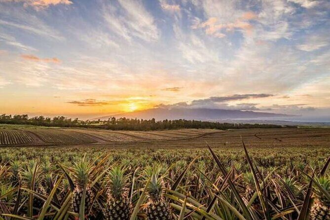 Maui Pineapple Tour: Farm and Feast Experience - Who Is This Tour Best For?