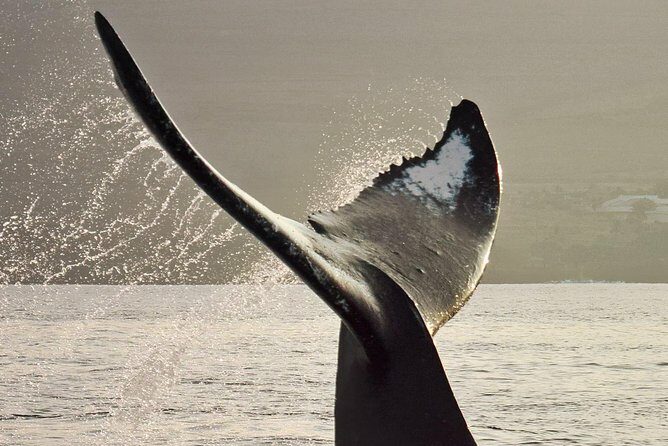 Maui Premium Sunset Dinner Cruise & Whale Watch - The Itinerary: What to Expect on the Water