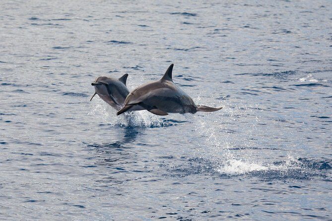 Maui Premium Sunset Dinner Cruise & Whale Watch - Who Will Love This Tour?