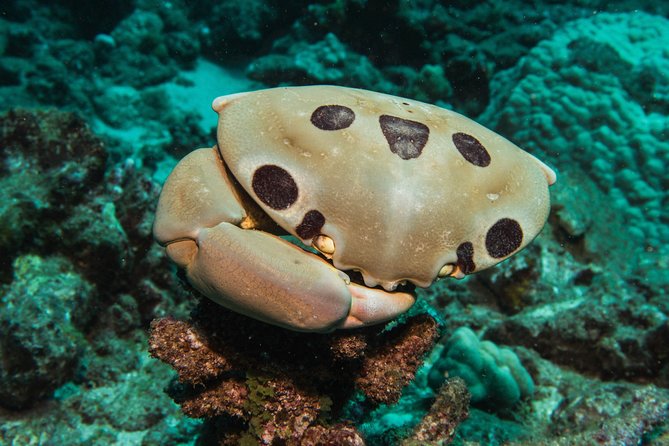 Maui Scuba Diving Introductory Lesson From Lahaina - Meeting Point and Start Time