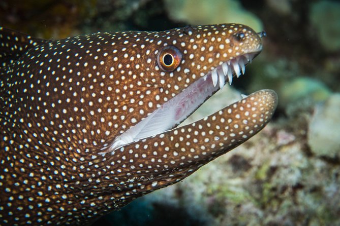 Maui Scuba Diving Introductory Lesson From Lahaina - Exploring the Coral Reef