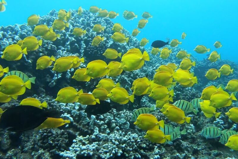 Maui: Semi-Private 2.5 Hour Eco-Raft Turtle Snorkel Tour - Inclusions