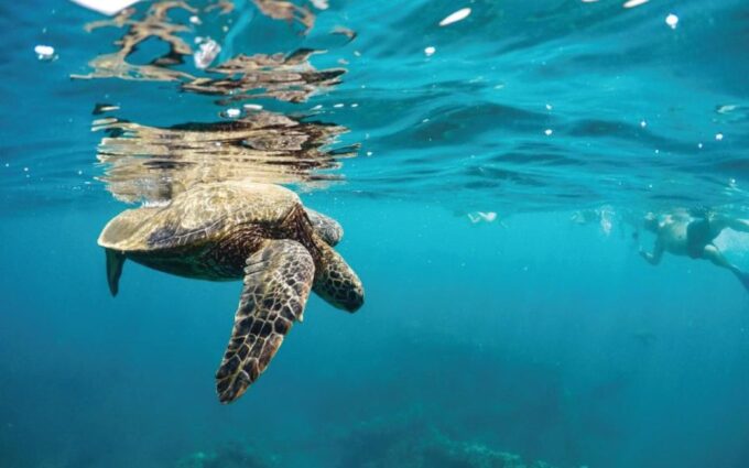 Maui: Semi-Private 2.5 Hour Eco-Raft Turtle Snorkel Tour - What to Bring