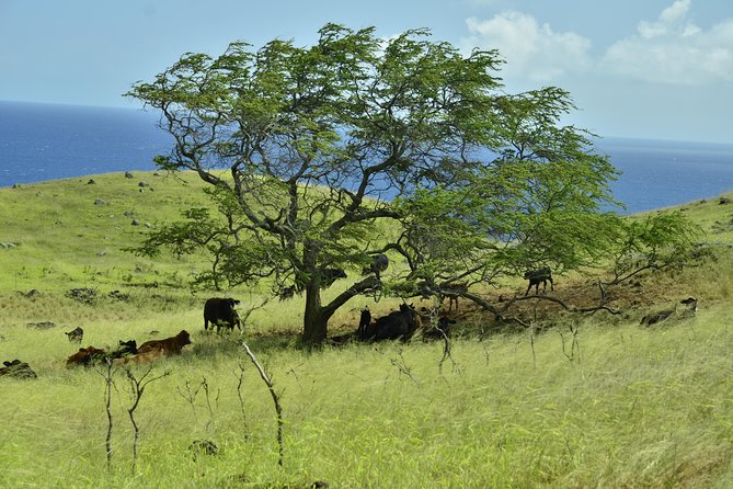 Maui Shore Excursion : Road to Hana Tour From Kaanapali - Additional Tour Information