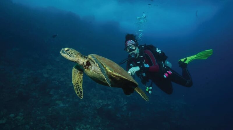 Maui: Small Group 2 Tank Shark & Turtle SCUBA Dive by Boat - Key Points