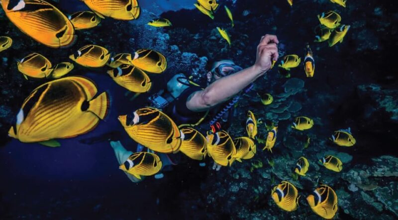 Maui: Small Group 2 Tank Shark & Turtle SCUBA Dive by Boat - Dive Locations and Marine Life