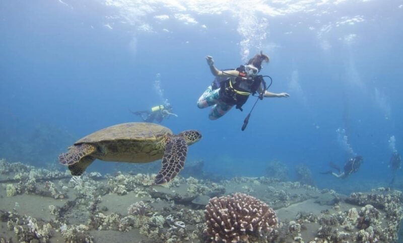Maui: Small Group 2 Tank Shark & Turtle SCUBA Dive by Boat - Dive Certifications and Requirements