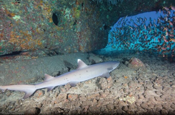 Maui: Small Group 2 Tank Shark & Turtle SCUBA Dive by Boat - Important Considerations for Participants