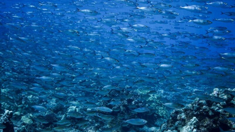 Maui: Small Group Shark & Turtle Scuba Dive From Shore - Dive Site Exploration