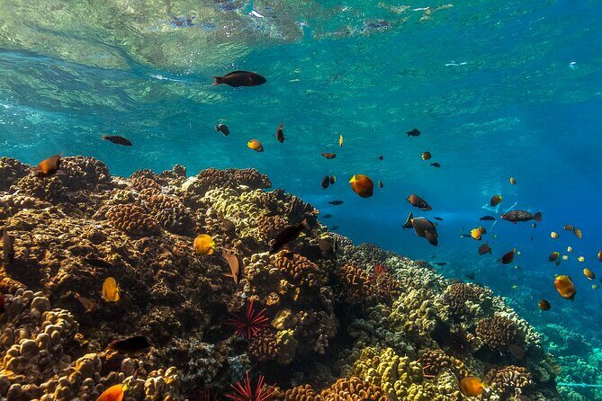 Maui Snorkel and Sunset Sail - Who Should Book This Tour?