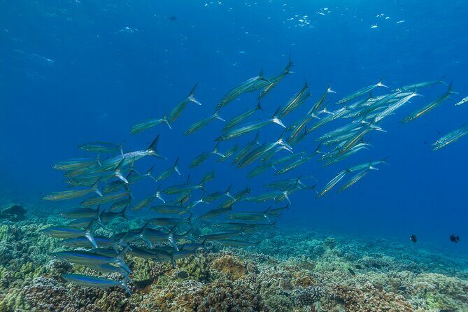 Maui Snorkel and Sunset Sail - FAQs: Practical Questions Answered
