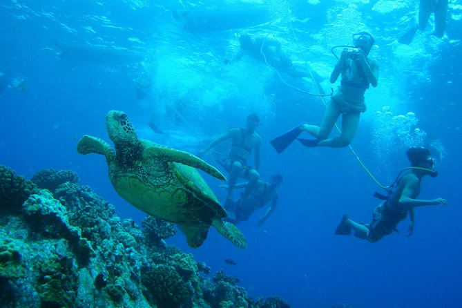 Maui Snorkeling Molokini Crater and Turtle Town - Included Meals and Beverages