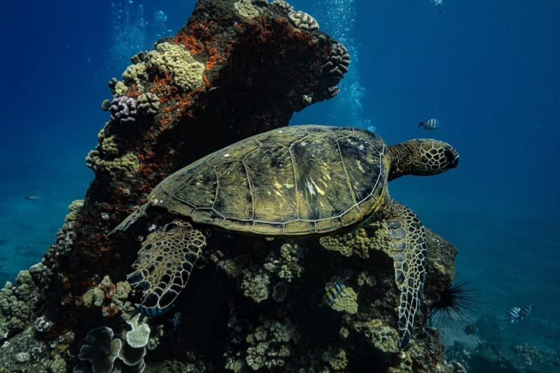 Maui: Turtle Town Sunset Glow Snorkel With Optional Photo - Highlights of the Experience