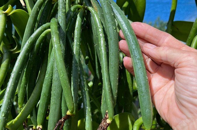 Maui Vanilla Farm Private Tour - Why This Tour Works Well