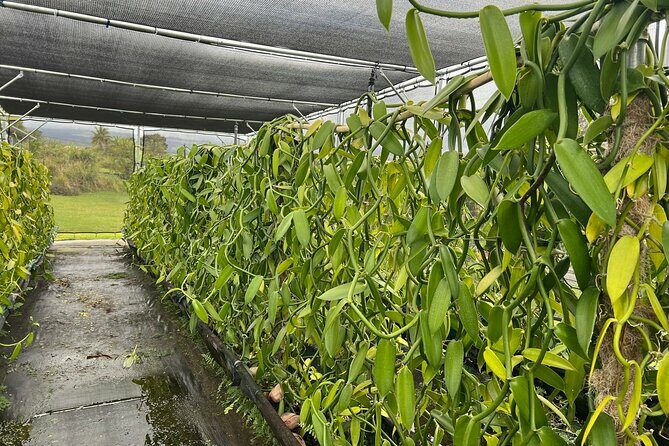 Maui Vanilla Farm Tour Discover Organic Farming and Tasting - An In-Depth Look at the Maui Vanilla Farm Tour