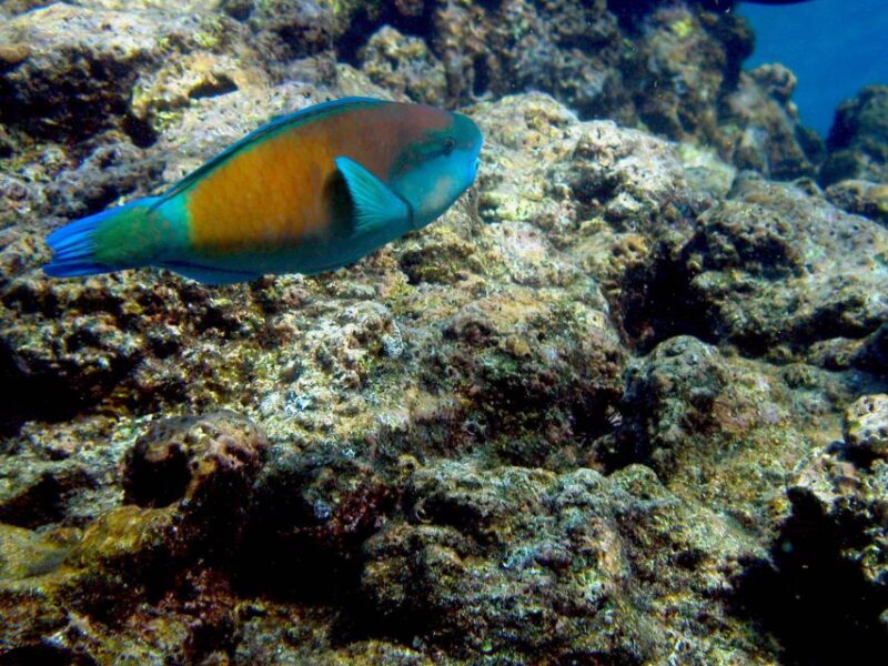 Maui: West Side Discovery Kayak & Snorkel From UKUMEHAME - Key Points