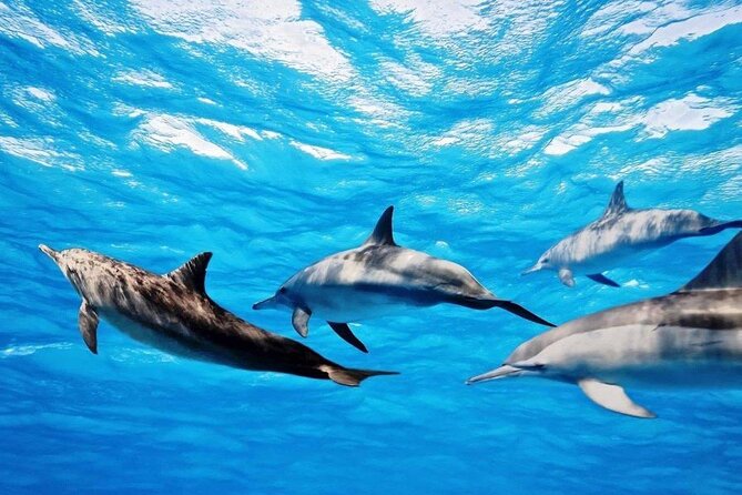 Mauritius : Dolphins Swim and Ile Aux Bénitiers With BBQ - Speedboat Adventure to the Island