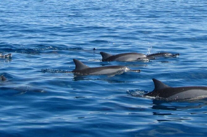 Mauritius : Dolphins Swim and Ile Aux Bénitiers With BBQ - Activity Suitability and Safety Considerations