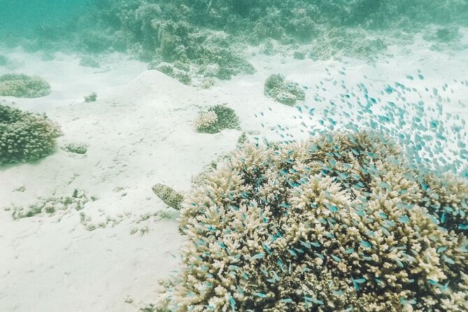 Mauritius : Ile Aux Cerfs Speed Boat Trip With BBQ and Drinks - Reviews and Feedback