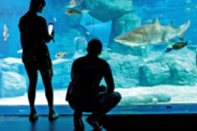 Mauritius Odysseo Oceanarium in Port Louis - Highlights of the Oceanarium