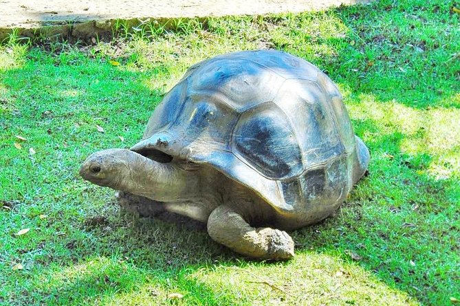 Mauritius South Tour Including Blue Bay Glass Bottom Boat & Snorkelling - Pickup and Flexibility