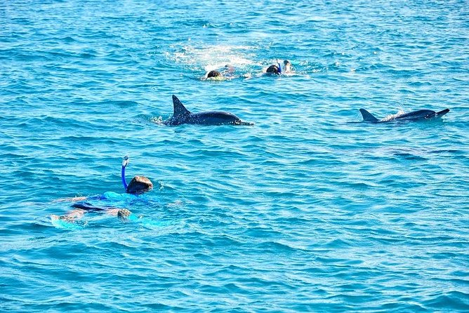 Mauritius Wild Dolphin Swim With Hotel Transfers (Private or Shared) - Pricing and Special Offers