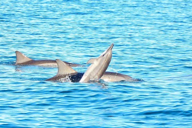 Mauritius Wild Dolphin Swim With Hotel Transfers (Private or Shared) - Private Vs. Shared Tours