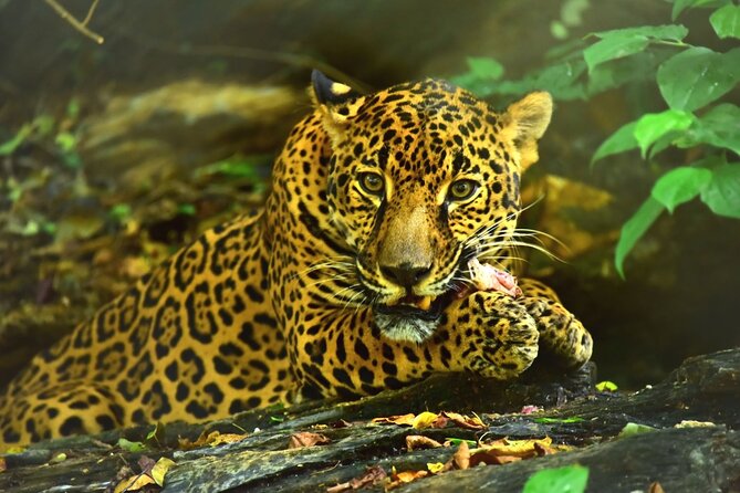 Maya Culture and History, Secluded Island and Animal Rescue Center at Maya Key - Key Points