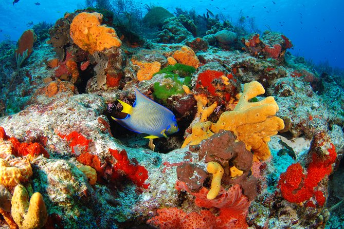 Mayan Adventure Snorkeling Tour From Playa Del Carmen or Riviera Maya - Fitness and Health Considerations