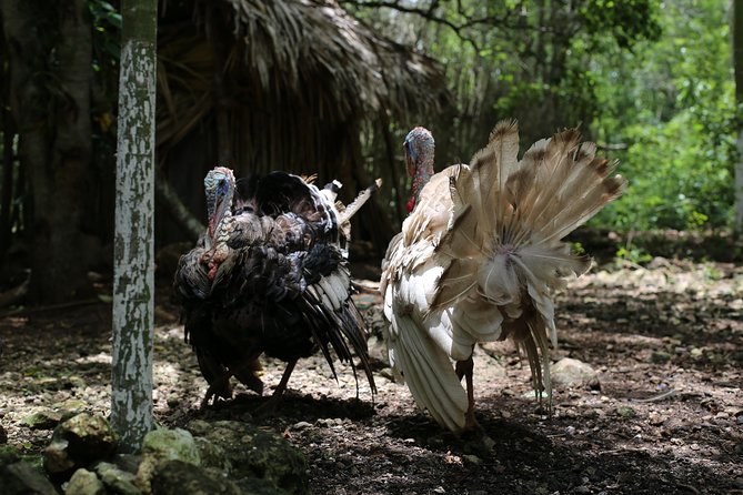 Mayan Backroads Private Bike Tour From Tulum - Experience With Mayan Family