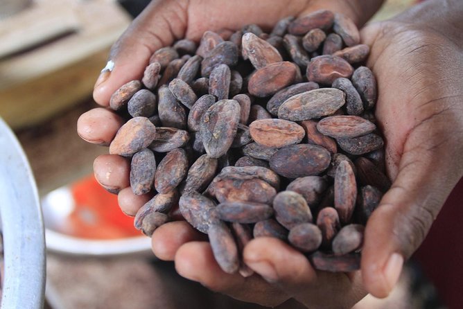 Mayan Chocolate Making & Waterfall Swimming From Placencia - Key Points
