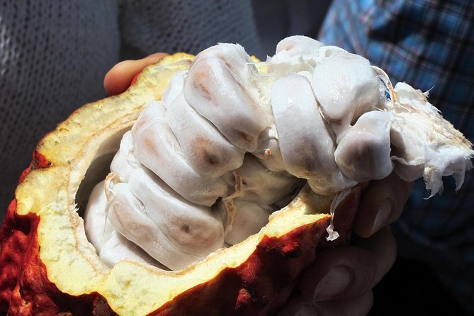 Mayan Chocolate Making & Waterfall Swimming From Placencia - Tour Details
