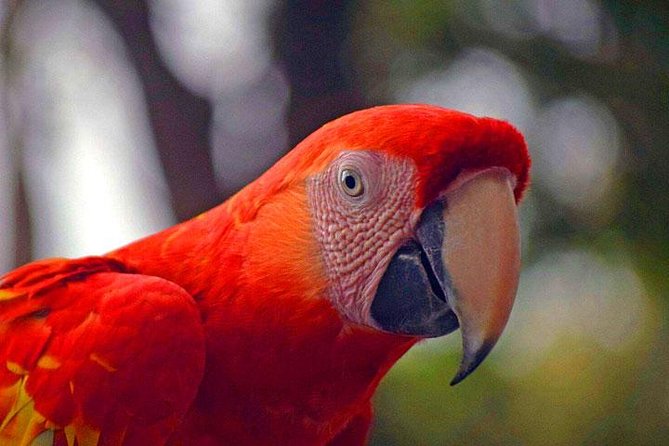 Mayan Eden Eco Wildlife Park, City Tour & Private Transfer - Pickup and Accessibility