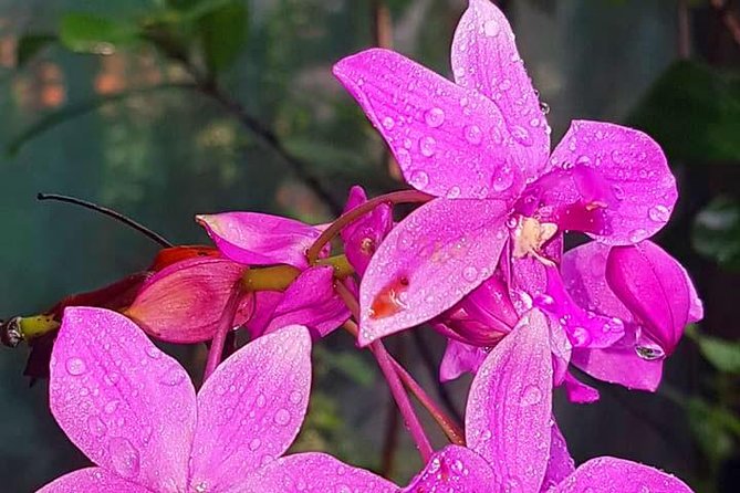 Mayan Eden Eco Wildlife Park, City Tour & Private Transfer - Visitor Reviews
