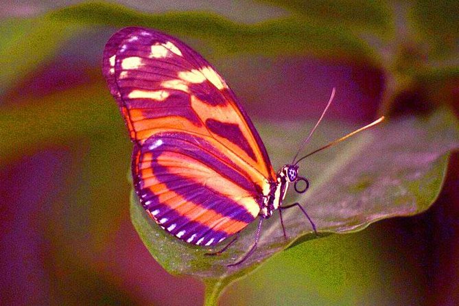 Mayan Eden Eco Wildlife Park, City Tour & Private Transfer - Browsing the Craft Market
