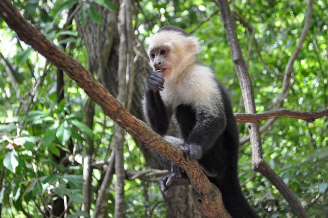 Mayan Jungle Canopy & Zip-line Tour, Monkey Business & West Bay Beach! - Animal Interaction
