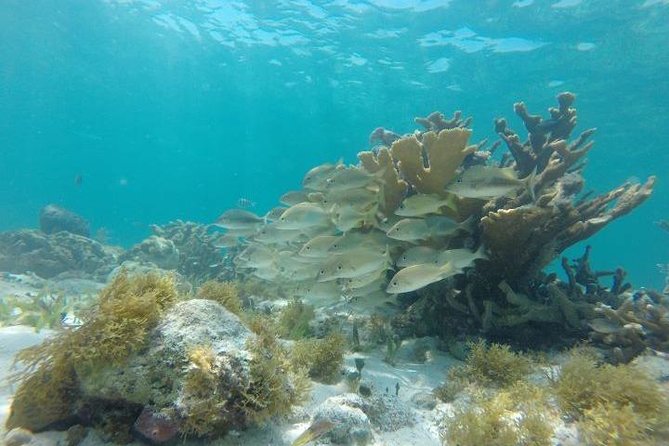 Mayan Jungle Tour: Speed Boat, Snorkel and Snack - Cancun Hotel Zone Pickup