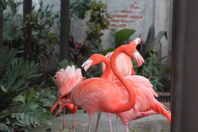 Mazatlán: City Tour & Observatory 1872 (A Historical Sense) - Discovering El Nido