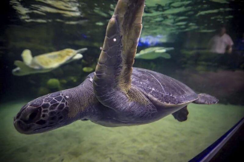Mazatlan: Grand Aquarium Ticket and City Sightseeing Tour - Aquarium Experiences
