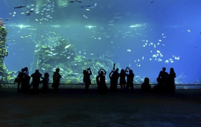 Mazatlan: Grand Aquarium Ticket and City Sightseeing Tour - Important Information