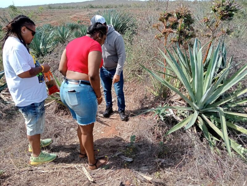 Mazatlan: Mezcal Factory Tour With Tasting and Lunch - Key Points